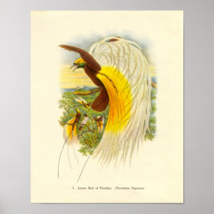 Gould - Lesser Bird of Paradise Portfolio Poster