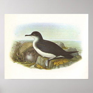 Gould - Manx Shearwater - Procellaria puffinus Poster