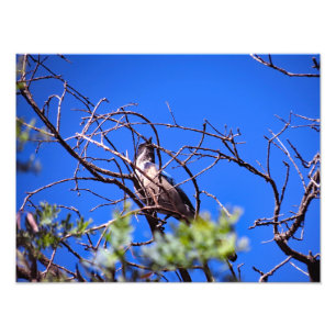 Gould Mesa Trail, CA Foto Afdruk