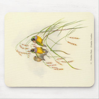 Gould - Muismat Gouldian Finch
