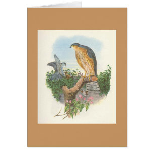 Gould - nisus Sparrowhawk d'Accipiter