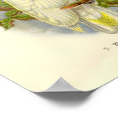 Gould - Poster de portefeuille de Cockatoo à oeil  (Coin)