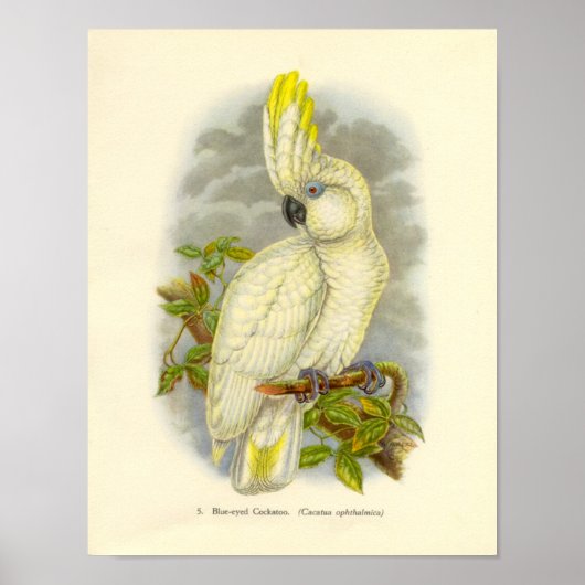 Gould - Poster de portefeuille de Cockatoo à oeil  (Devant)
