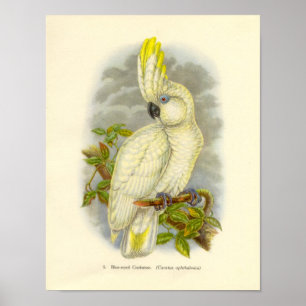 Gould - Poster du portefeuille de Cockatoo à oreil