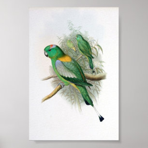Gould — Racket-Tailed Parrot Poster