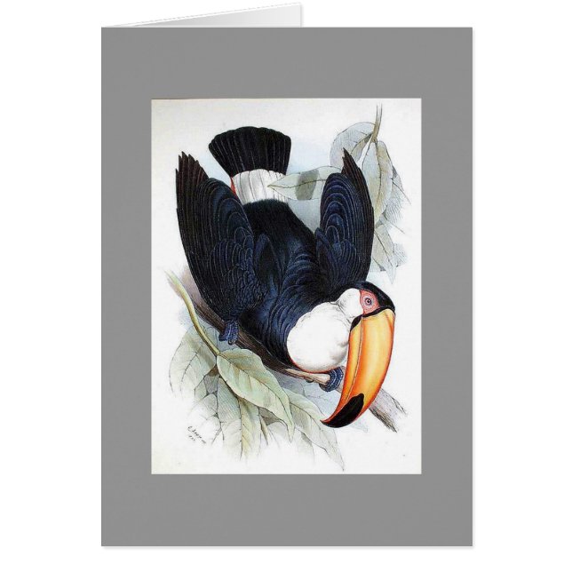Gould - Toco Toucan (Voorkant)