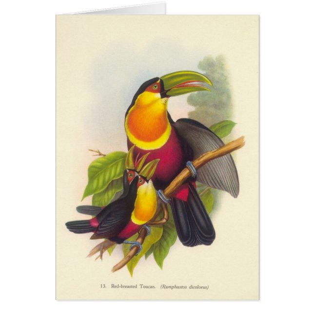 Gould - toucan à gorge rouge (Devant)
