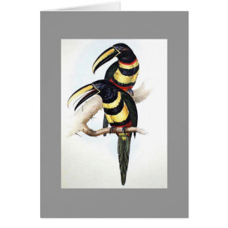 Gould (Veelzijdig) Aracari Toucan