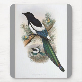 Gould (White-Winged Magpie) Muismat