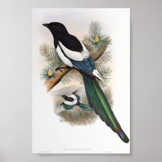 Gould - White-Winged Magpie Portfolio Poster (Devant)