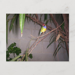 Gouldian Finch Briefkaart