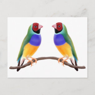 Gouldian Finch Friends Briefkaart