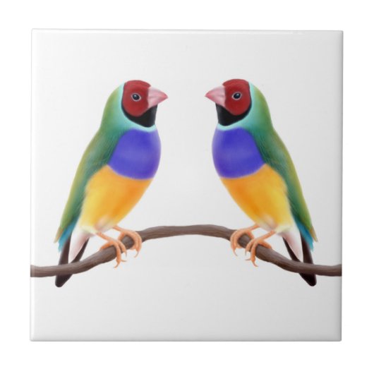 Gouldian Finch Friends Tile Tegeltje (Voorkant)