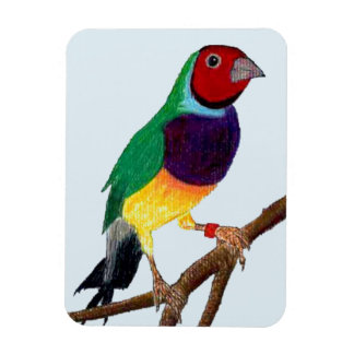 ~ Gouldian Finch ~ Originele Kunst ~ Magneet