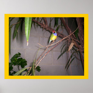 Gouldian Finch Poster