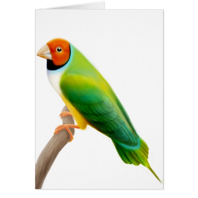 Gouldian Finch Sinaasappel, warm (Voorkant)