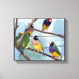 Gouldian Finches Canvas Afdruk