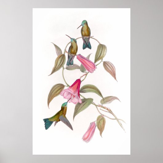 Goulds Hummingbird Poster (Voorkant)