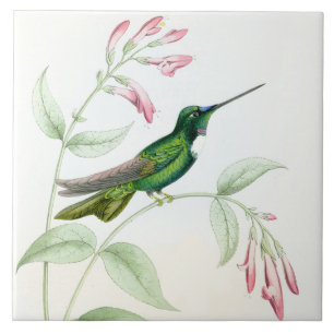 Goulds Hummingbird Tile Tegeltje