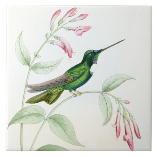 Goulds Hummingbird Tile Tegeltje (Voorkant)