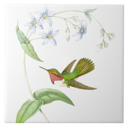 Goulds Hummingbird Tile Tegeltje (Voorkant)