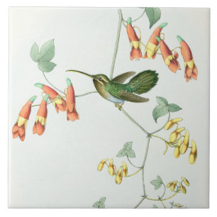 Goulds Hummingbird Tile Tegeltje