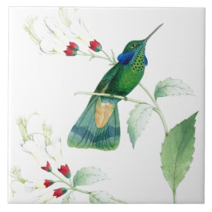 Goulds Hummingbird Tile Tegeltje