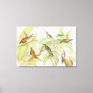 Goulds Hummingbird Wrapped Canvas Print