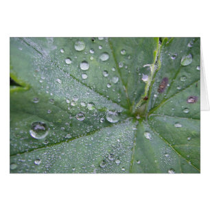 goutte d'eau au centre des feuilles, carte de voeu