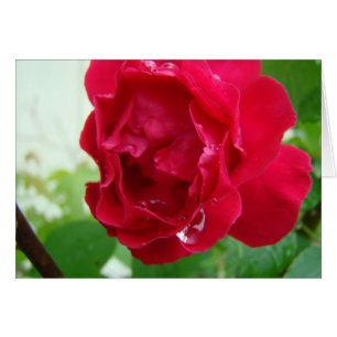 Gouttes de pluie sur le rose rouge