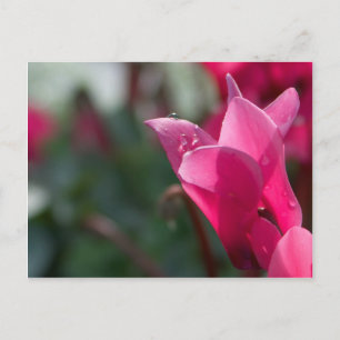 gouttes de rosée sur carte postale de fleur