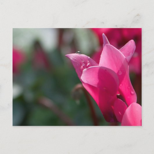 gouttes de rosée sur carte postale de fleur (Devant)