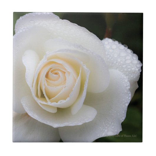 Gouttes de rosée sur le rose blanc - carreau de (Devant)