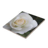 Gouttes de rosée sur le rose blanc - carreau de (Côté)