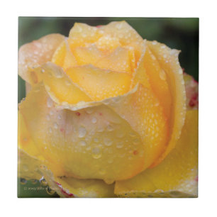 Gouttes de rosée sur le rose jaune - carreau de