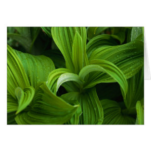 Gouttes de rosée sur un Helabore faux