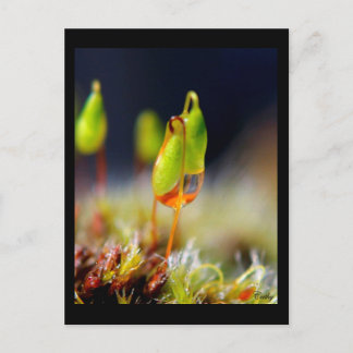 Gouttes d'Eau" Briefkaart