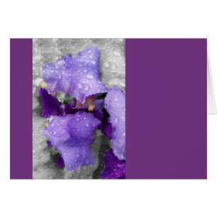 gouttes d'eau sur iris