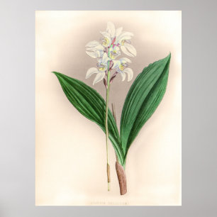 Govenia Deliciosa Orchidee Flower Poster
