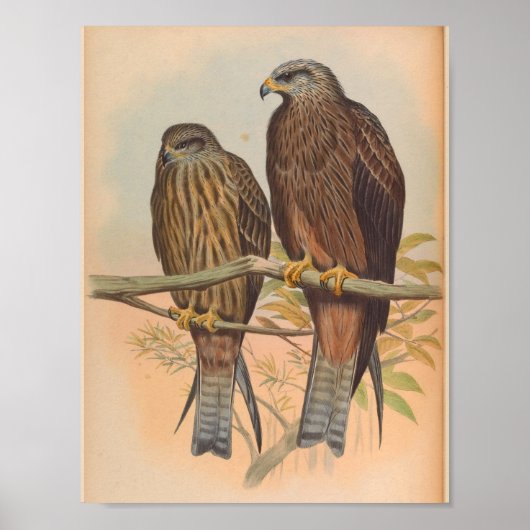 Govinda Kite Brown Bird  Art Print (Voorkant)