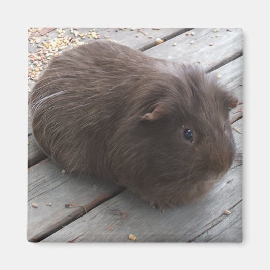 GP-magneet Magneet (Voorkant)