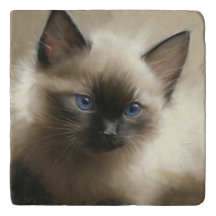 Graad van innocentie Siamese Kitten-portret