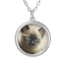Graad van innocentie Siamese Kitten-portret