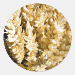 Graan Plant Seed Ronde Sticker