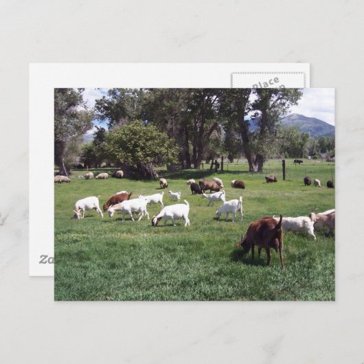 Graasgeiten Briefkaart (Voorkant / Achterkant)