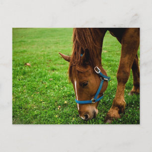 Graaskastanje met streep briefkaart