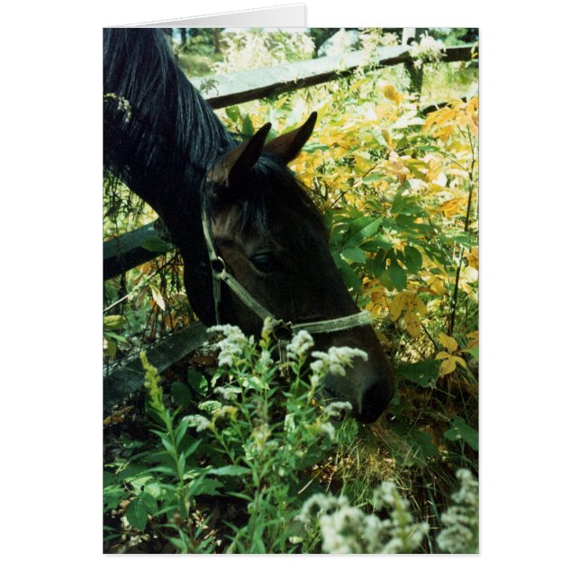 Graaspaard (Voorkant)