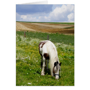 Graaspaard