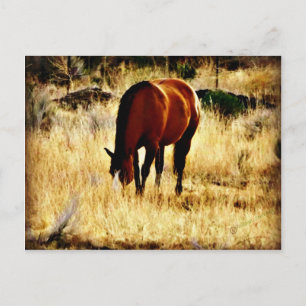Graaspaard Briefkaart