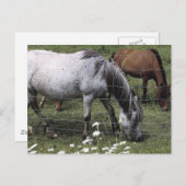 Graaspaarden Briefkaart (Voorkant / Achterkant)